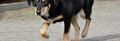 Hond loopt mank met voorpoot