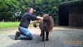 Ronald Heistek Equine practitioner