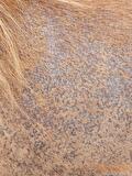 Regenschurft paard