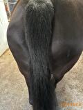 dermite du cheval