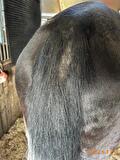 zomereczeem paard voor de behandeling