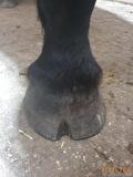 fourmilière cheval