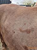 Regenschurft paard