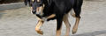 Hond loopt mank na slapen
