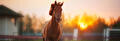 Regenschurft paard
