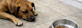 Hond wil niet eten