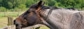Luchtzuigen paard