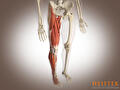 Liesblessure
