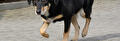Hond loopt mank zonder pijn