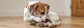 Hond likt aan poot