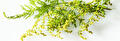Artemisia Annua