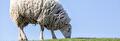 Blauwtong schapen