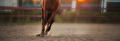 Mok bij paarden