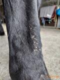 rasp paard