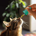 Tamacan CBD olie Kat