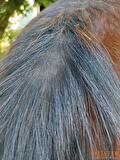 zomereczeem paard