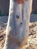 rasp paard