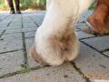 Mok paard benen