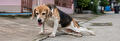 Hond zakt door achterpoten