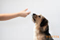 Toediening Tamacan CDB olie hond