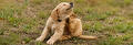 Puppy krabt veel