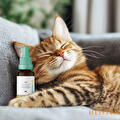 CBD olie voor katten brengt het lichaam weer in balans