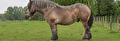 CPL paard