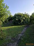 paddock paradise heuvel met vlierbessen