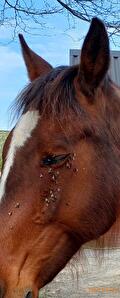 Paard met Vliegen