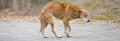 Hond loopt met bolle rug