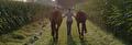 Zomereczeem paard