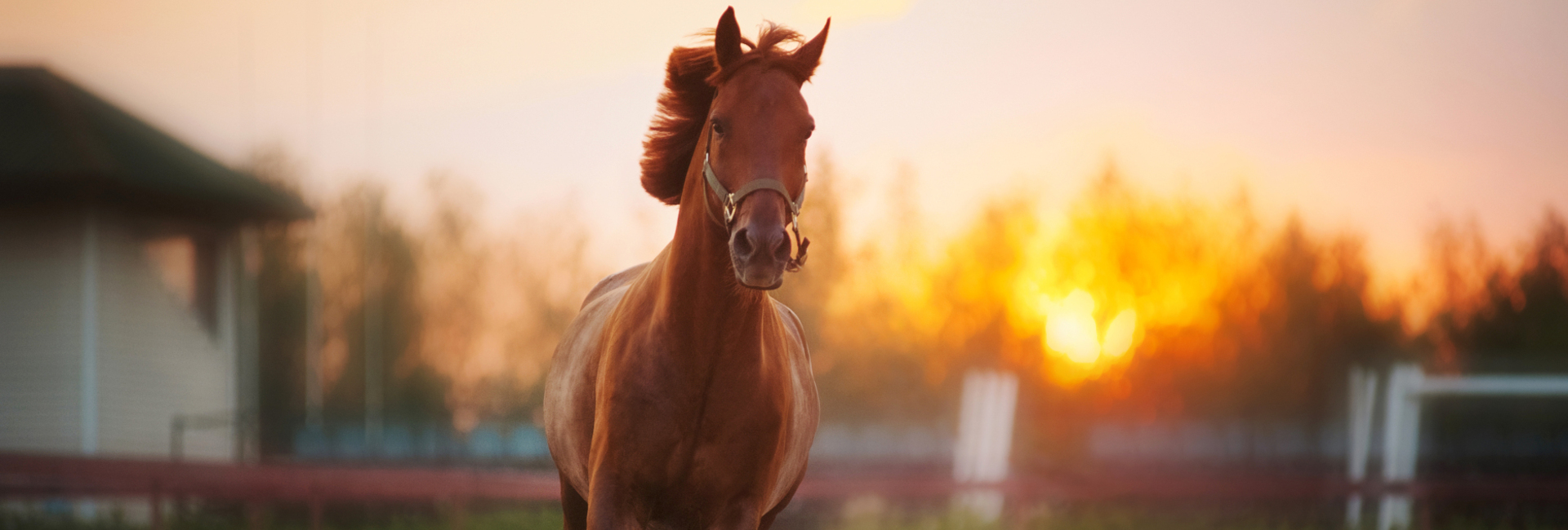 Regenschurft paard