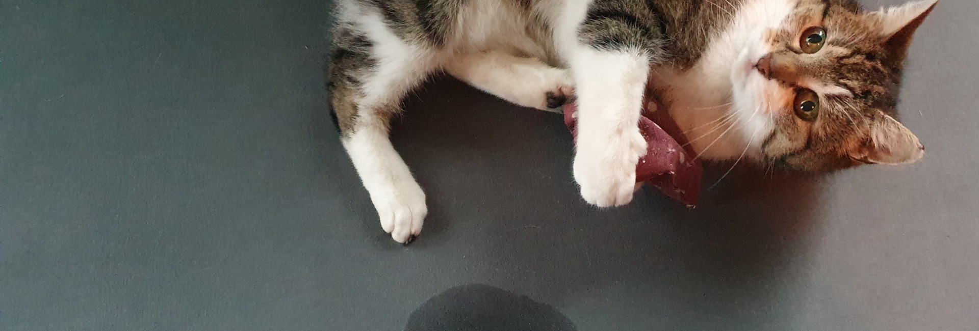 Kattenpis uit bank