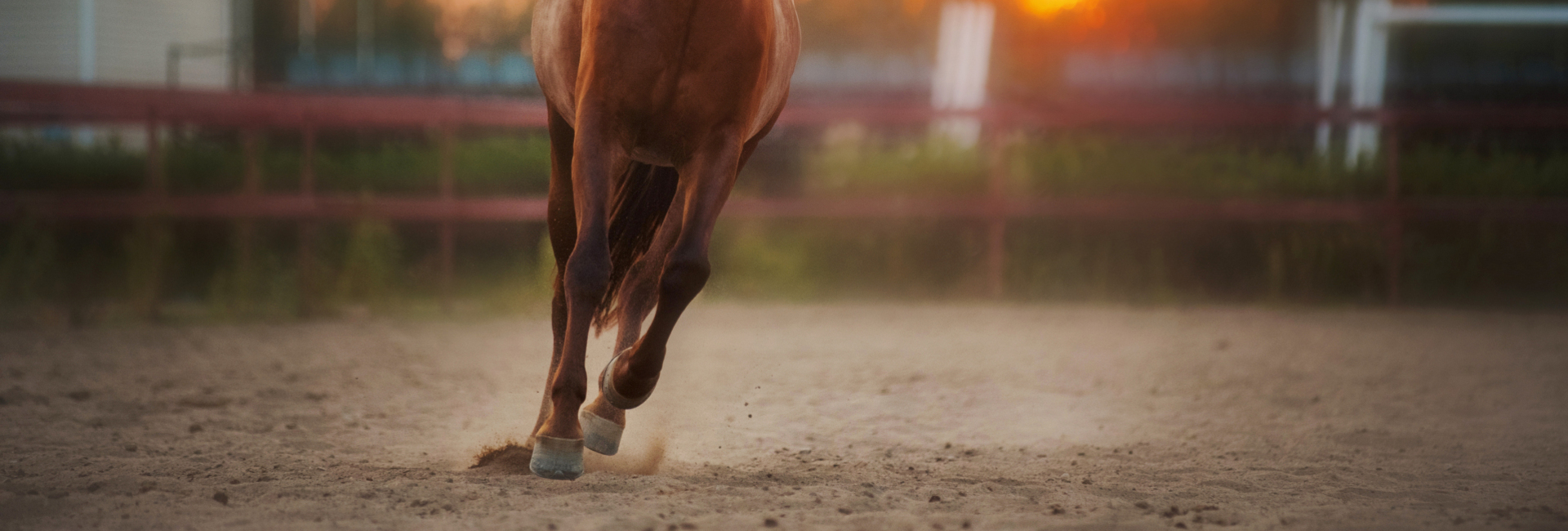 Mok bij paarden