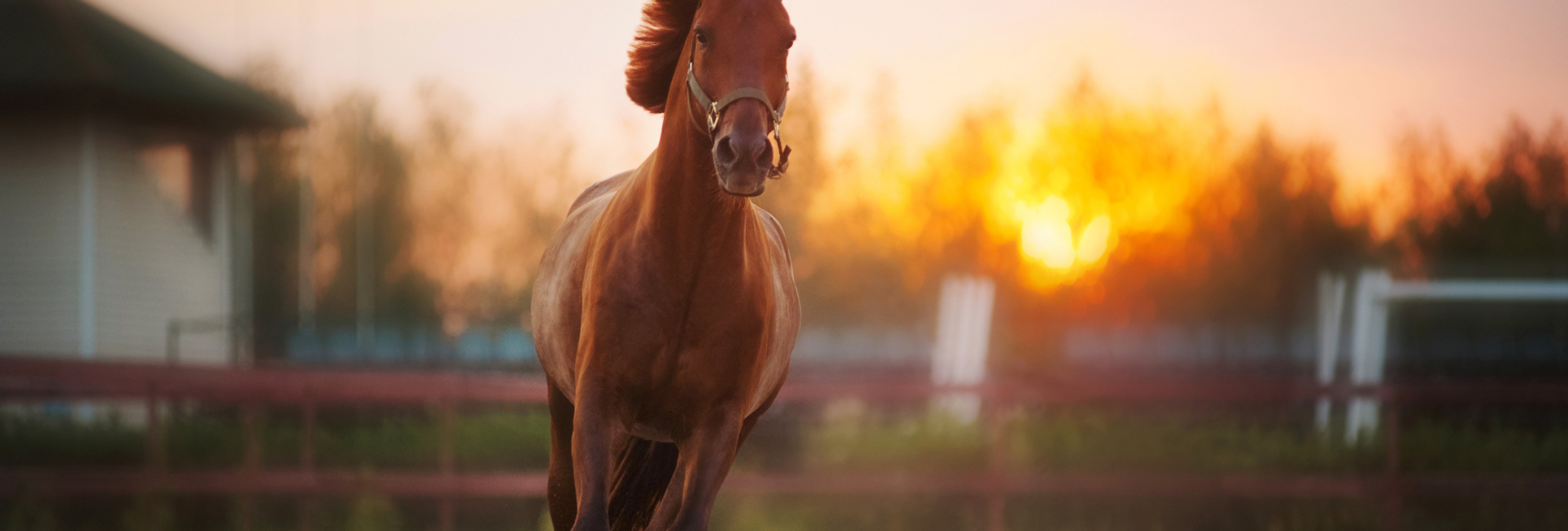 Paard wil niet aanspringen in galop