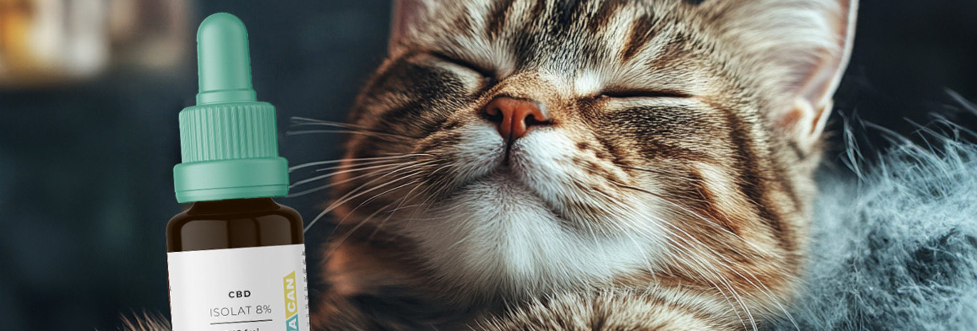CBD Olie voor Katten