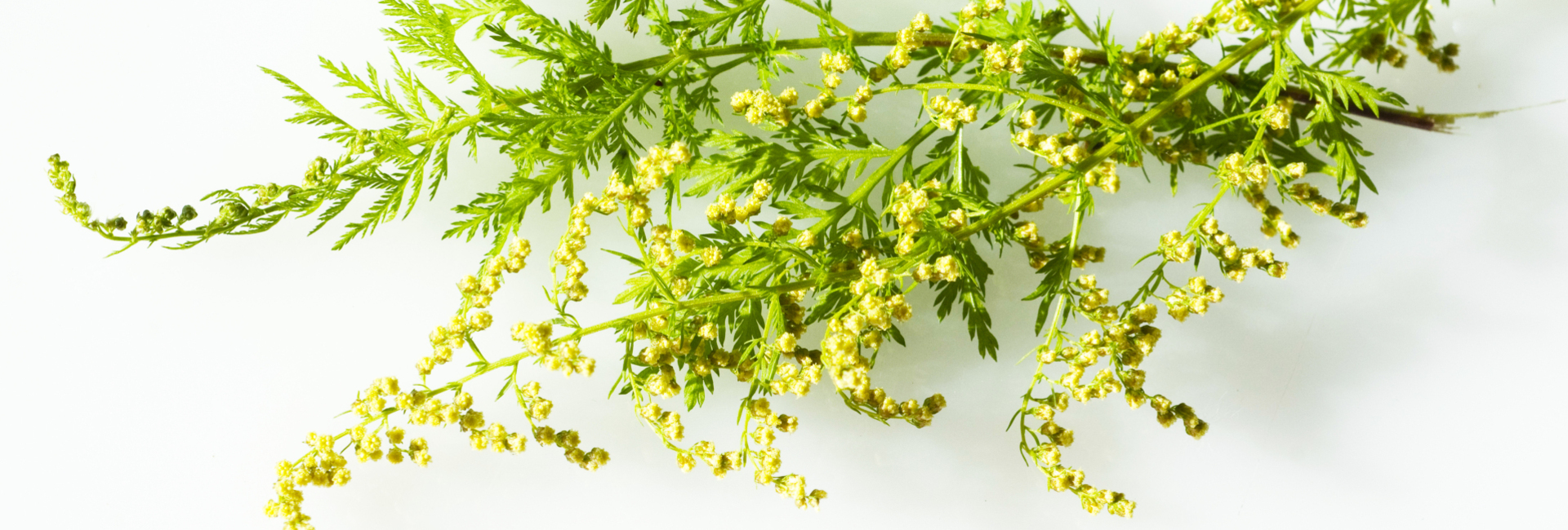 Artemisia Annua