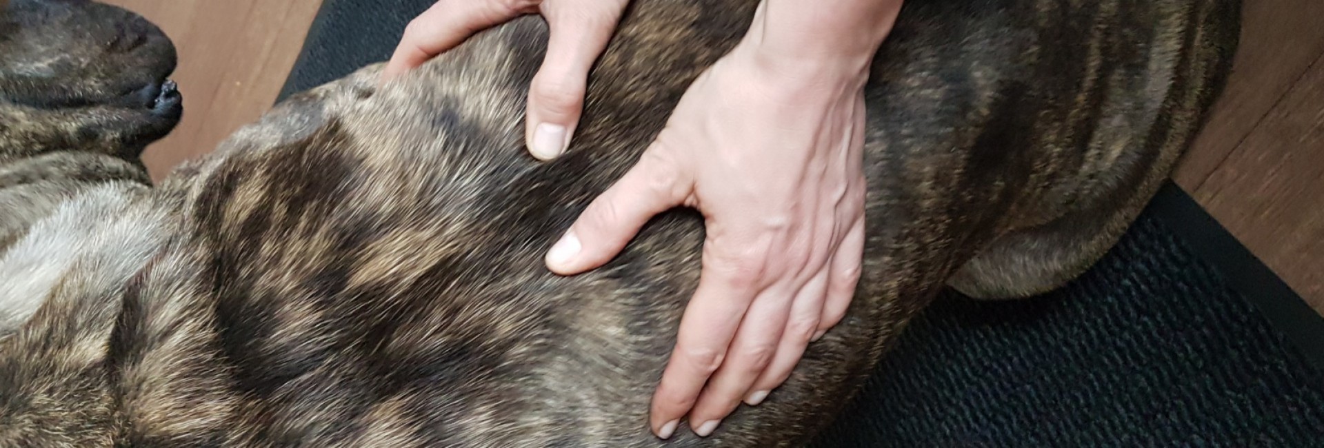 Osteopaat voor honden