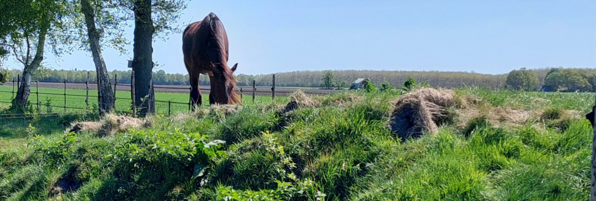 Paddock paradise en voedselbos voor paarden