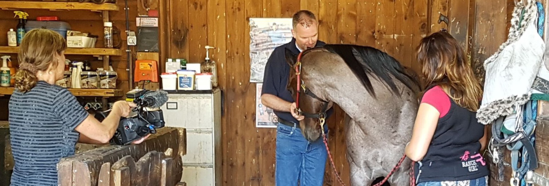 Osteopaat paarden