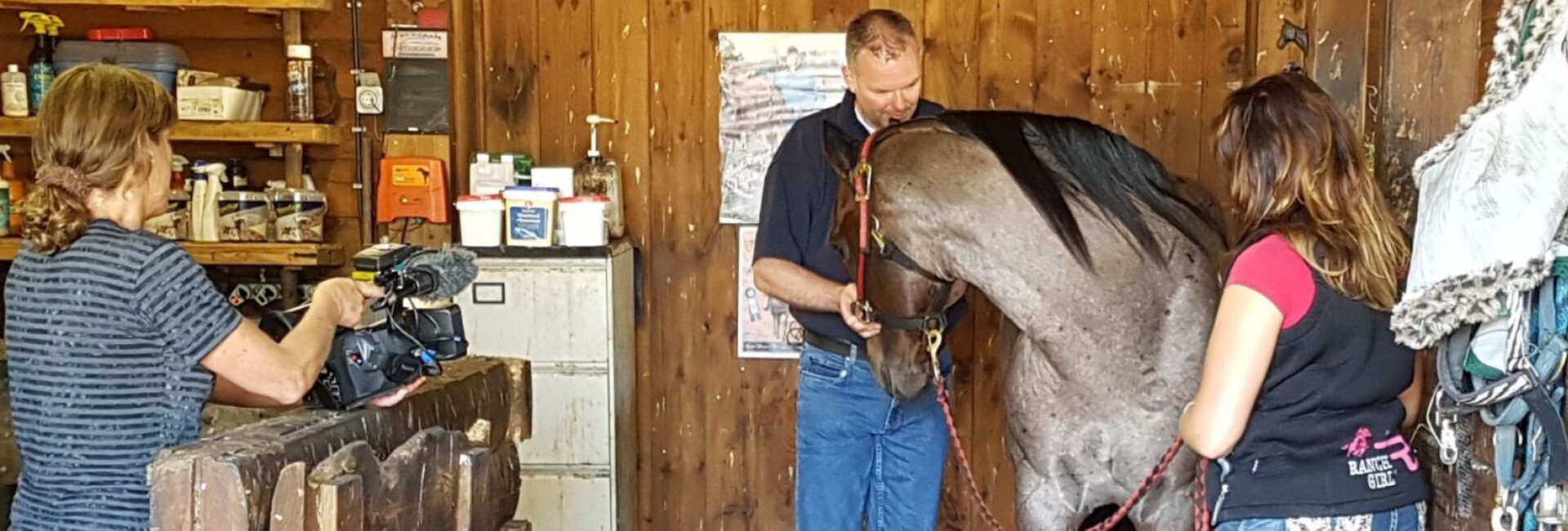 Chiropractor paarden