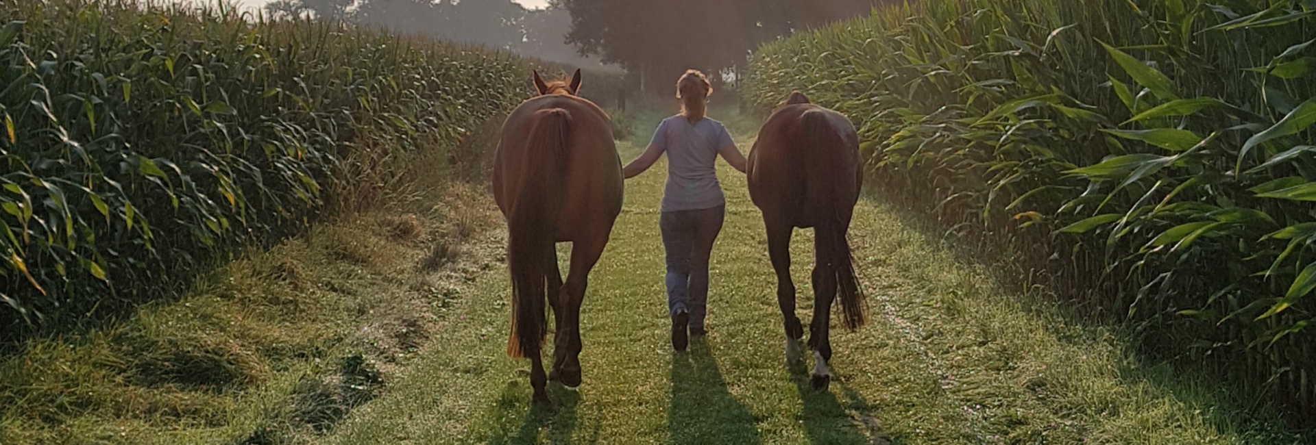 Zomereczeem paard