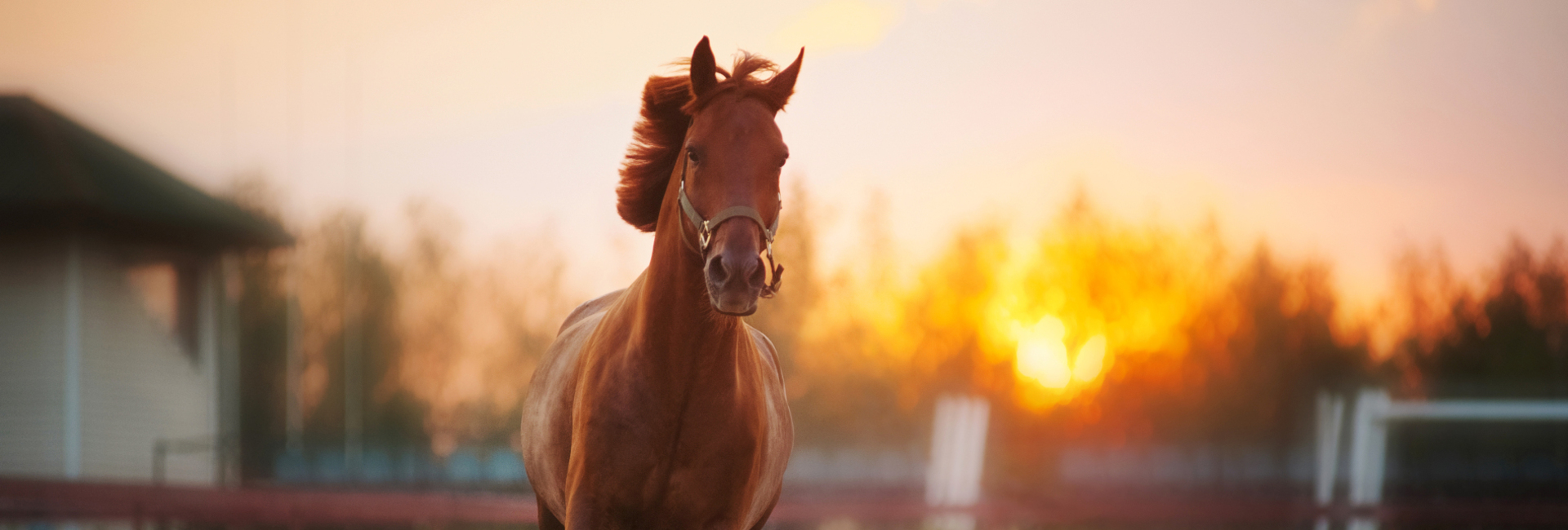 CPL paarden