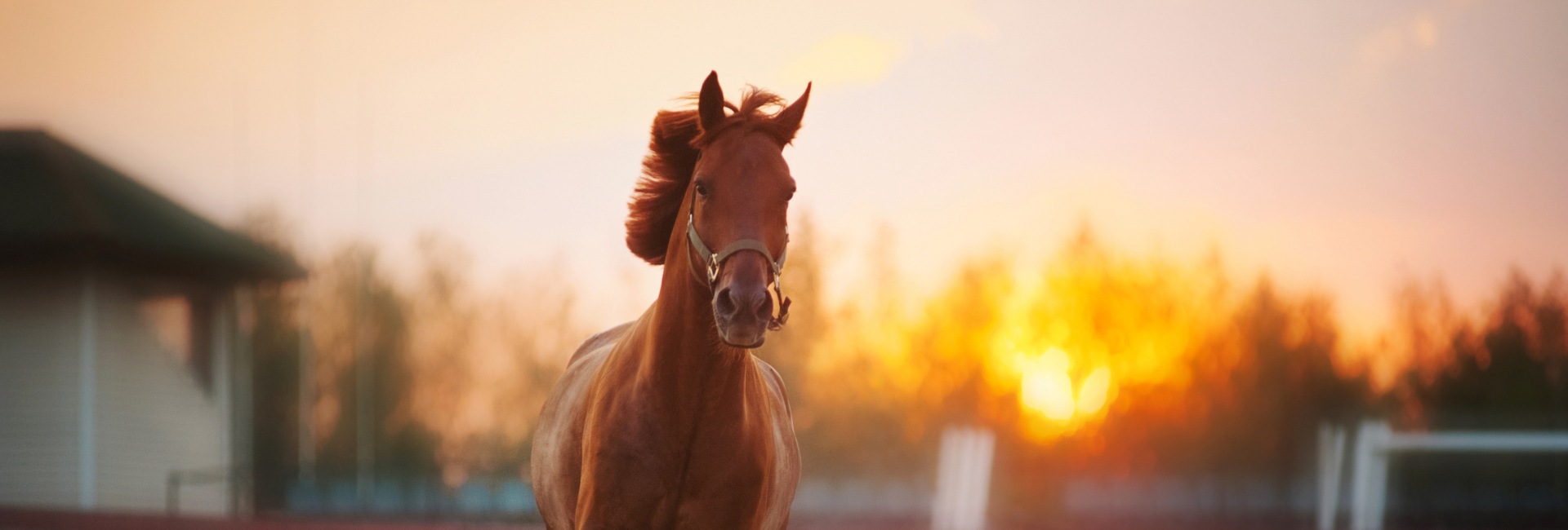 Rasp bij paarden