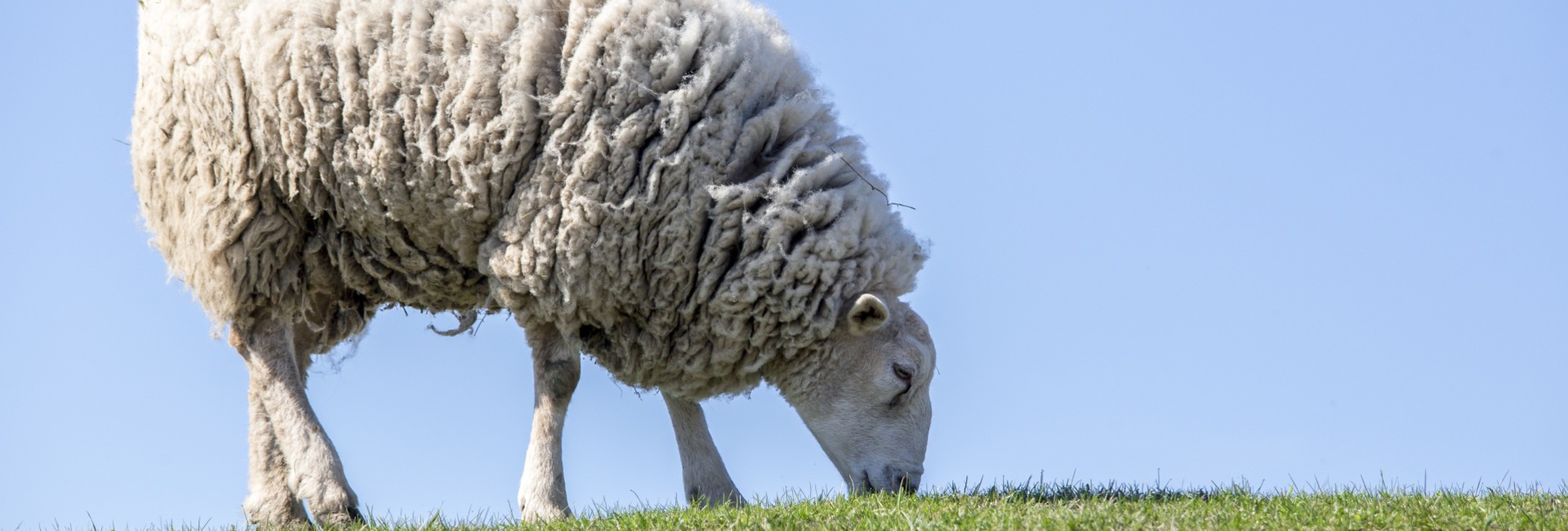Blauwtong schapen