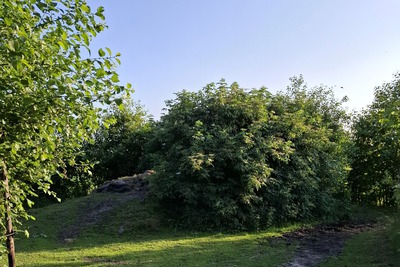 paddock paradise heuvel met vlierbessen