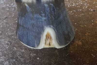 Uitgesneden Schimmel hoefwand paard