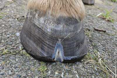 Uitgesneden Schimmel hoefwand paard