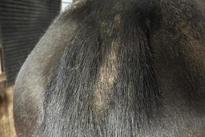 zomereczeem paard voor de behandeling