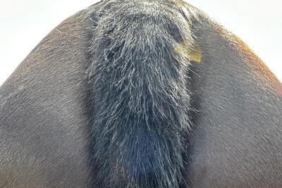 zomereczeem paard tijdens de behandeling